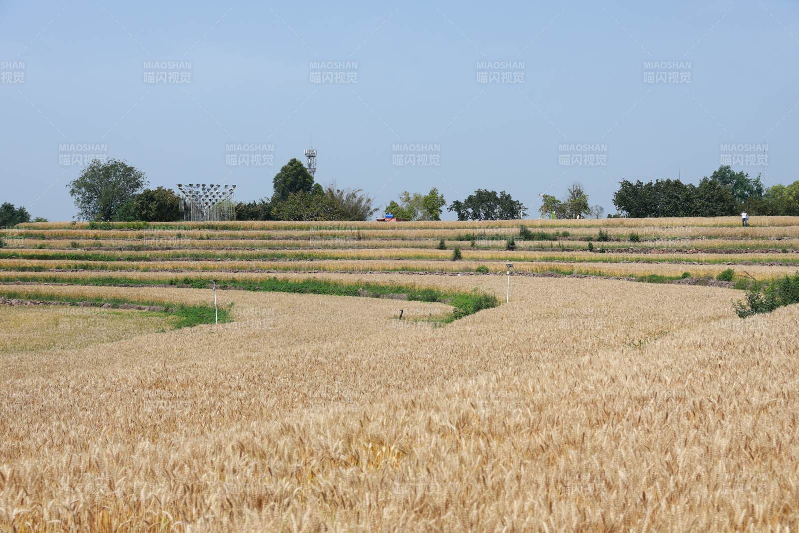金黄麦浪层层叠叠映蓝天图片