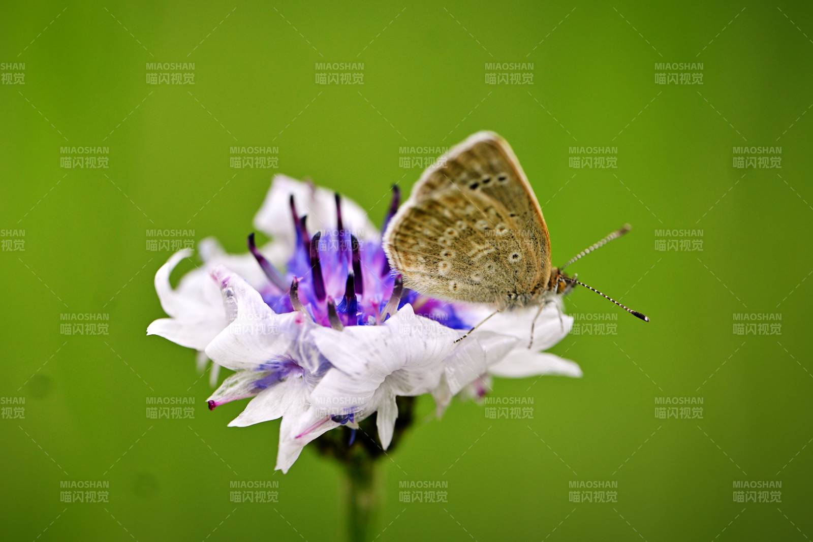 蝶恋矢车菊 绿意盎然间图片