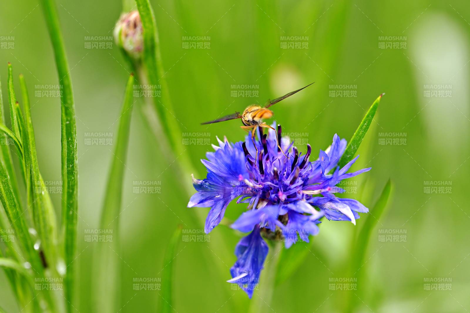 蜂停蓝花上 绿意盎然间图片