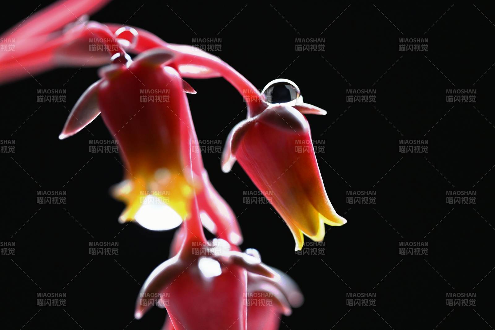 红花滴露 暗夜生辉图片