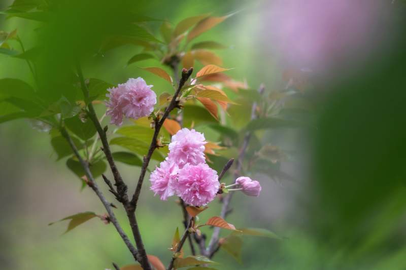 樱花初绽 粉嫩迎春图片