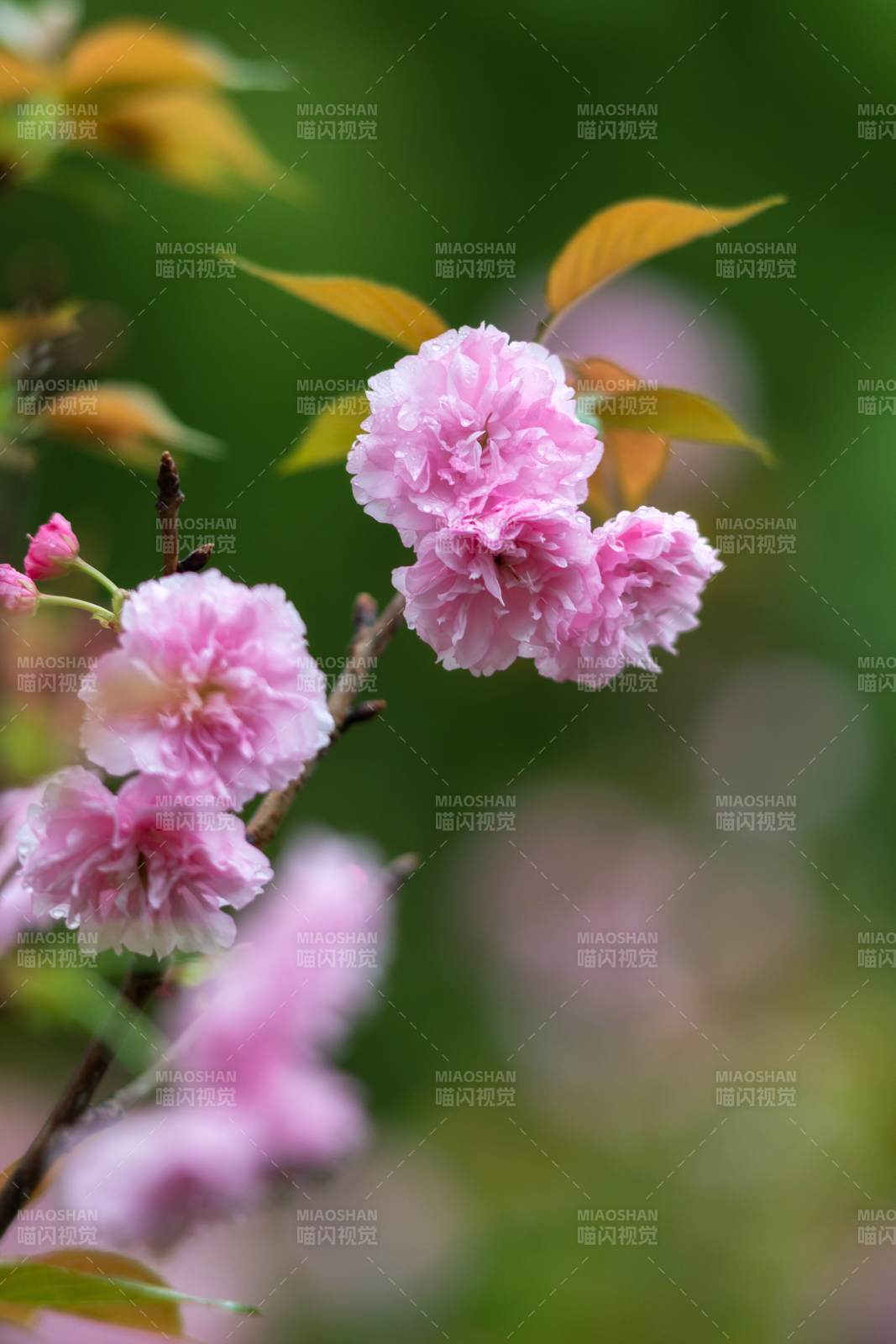 粉樱绽放 春意盎然图片