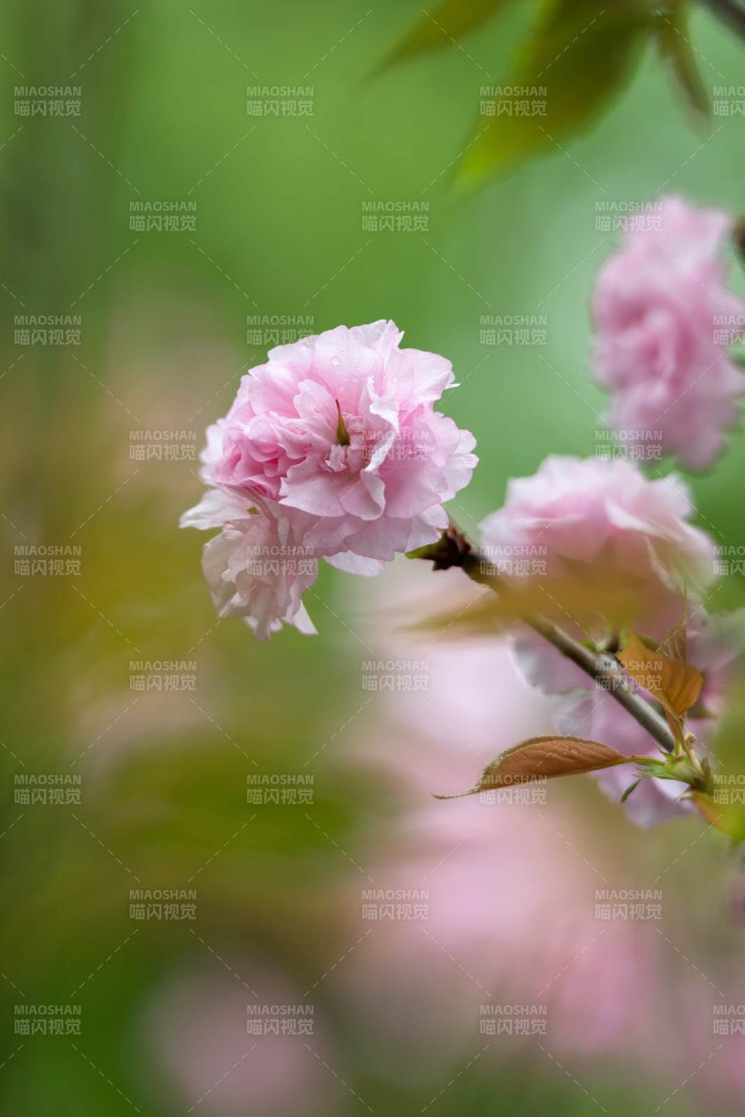 粉樱绽放 春意盎然图片