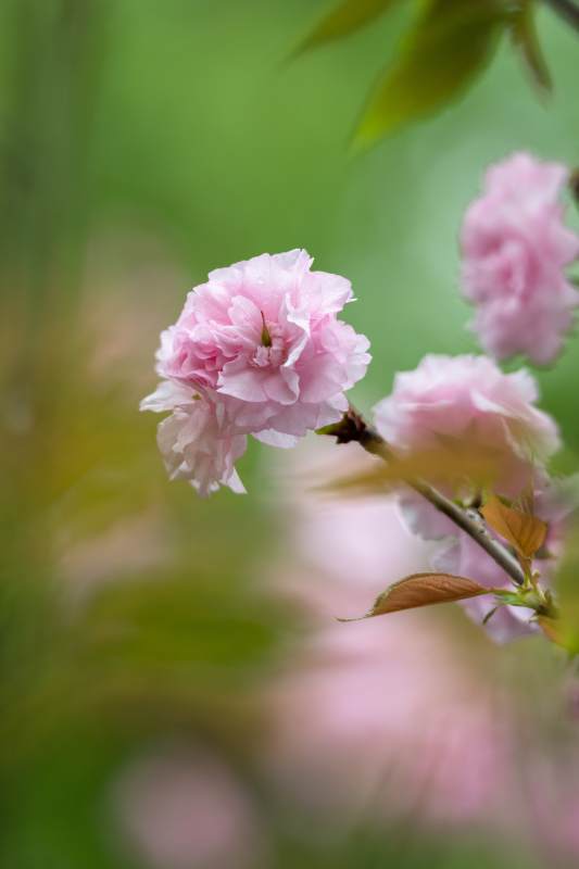 粉樱绽放 春意盎然图片