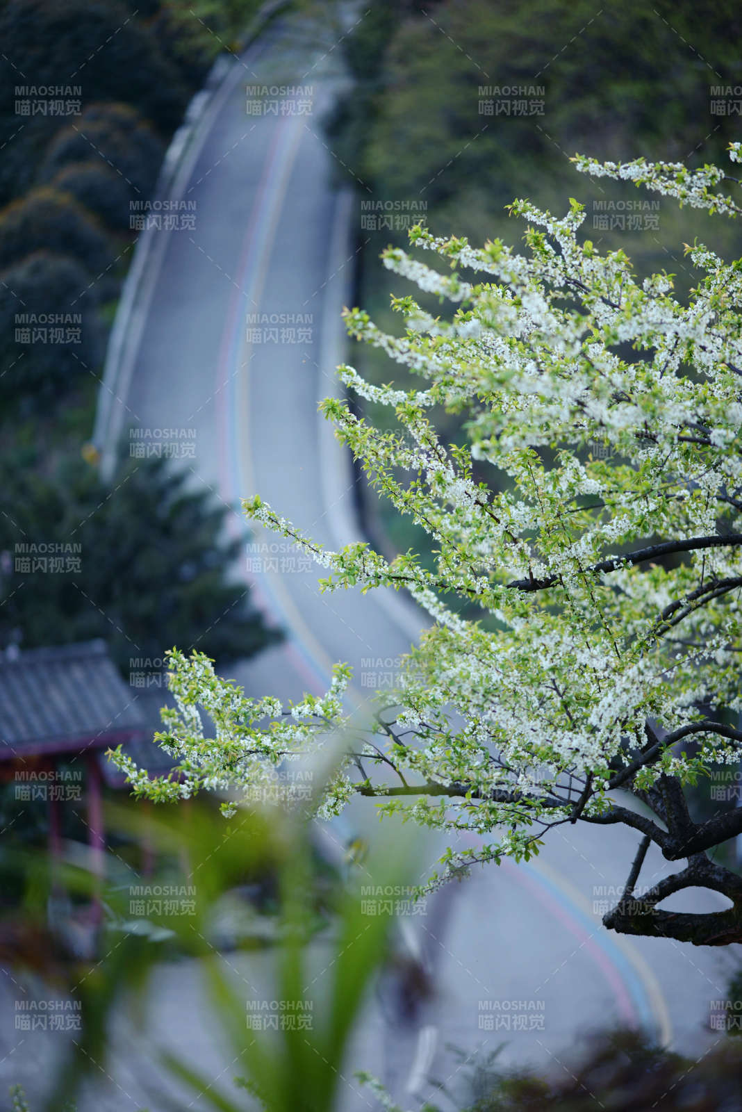 花枝映曲路 春意满山途图片