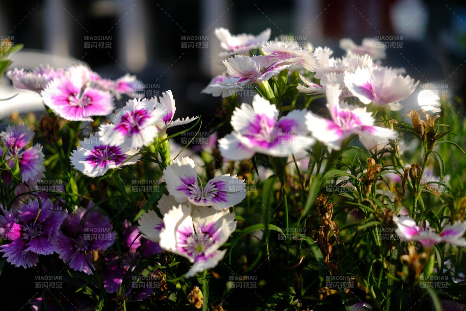 石竹花绽放 粉白紫相间图片
