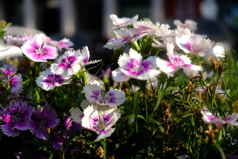 石竹花绽放 粉白紫相间图片