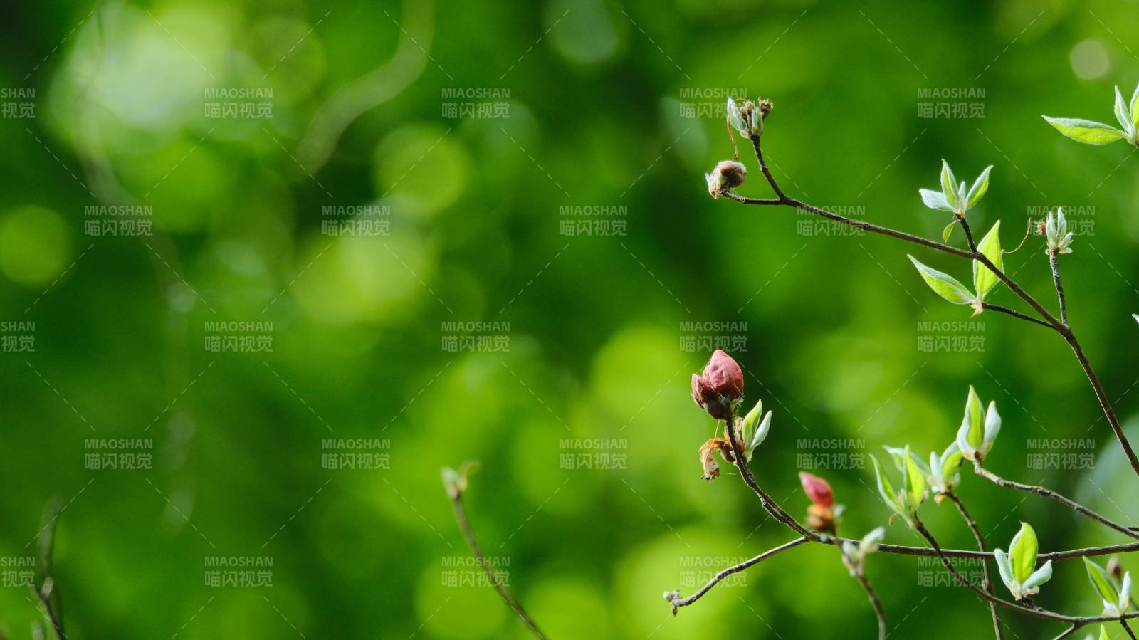 绿意盎然 花蕾初绽图片