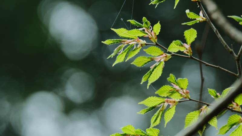 嫩绿新叶枝头展图片