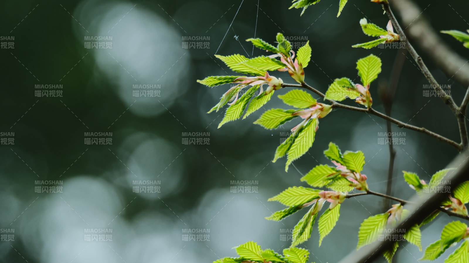 嫩绿新叶枝头展图片