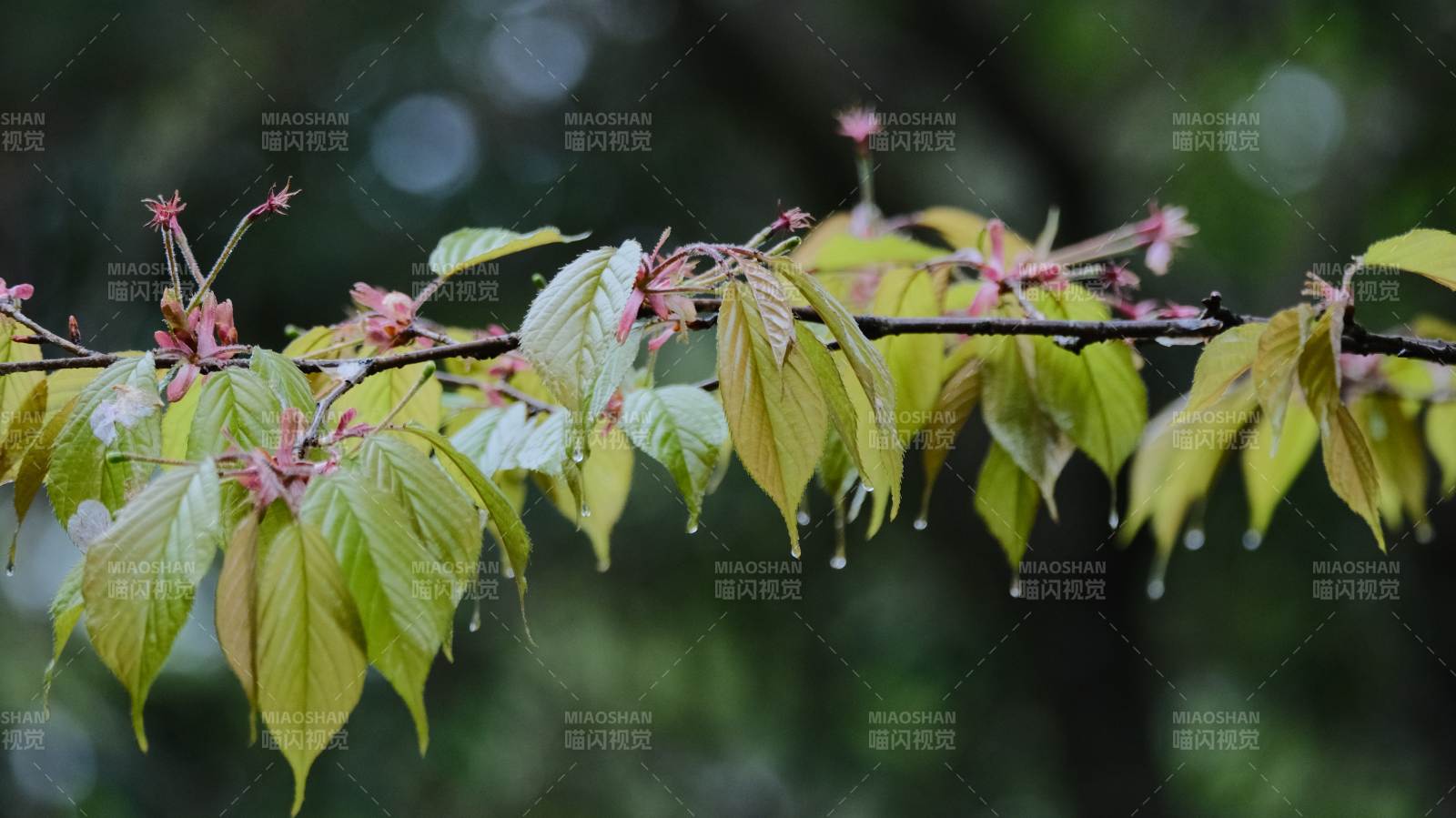 雨后新叶缀花枝图片