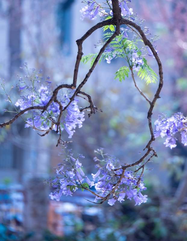 紫花缠绕枝 春意盎然时图片