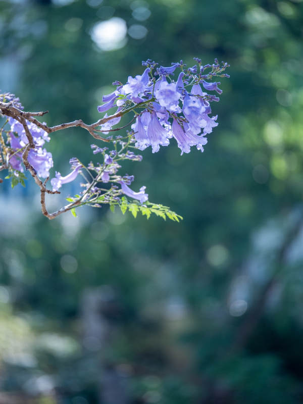 紫花摇曳 绿意朦胧图片