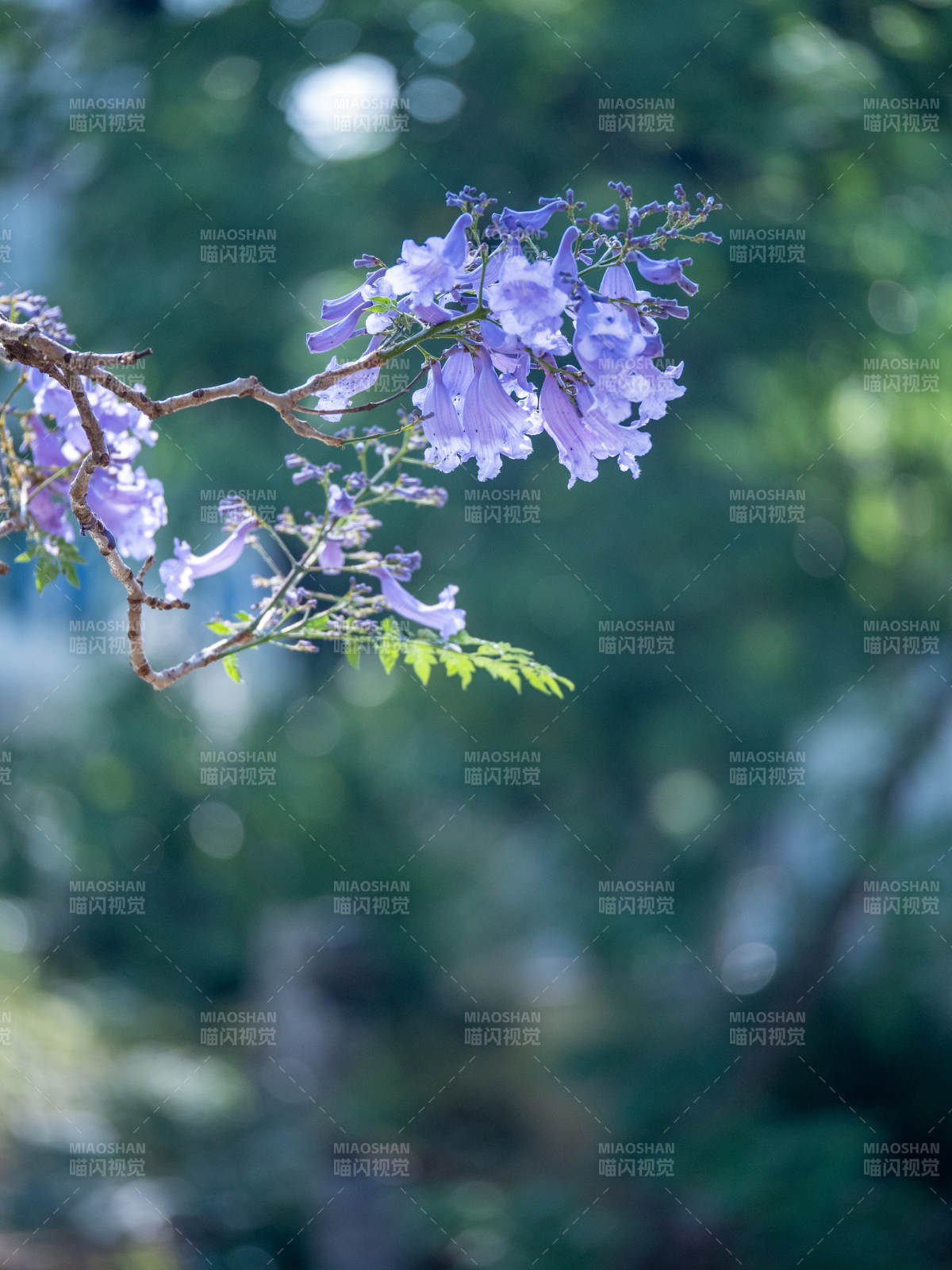 紫花摇曳 绿意朦胧图片