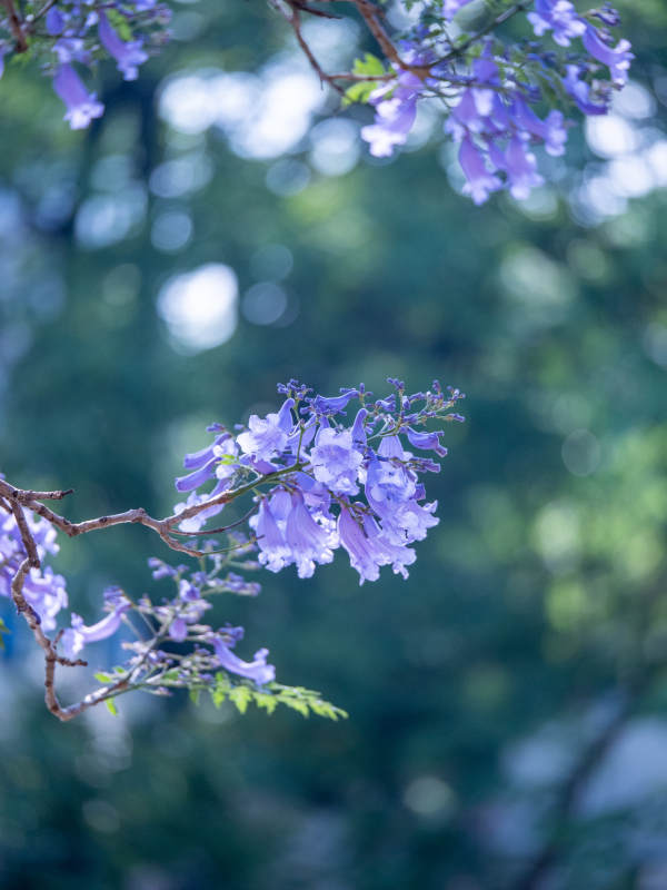 蓝花楹绽放 梦幻紫韵枝头摇图片