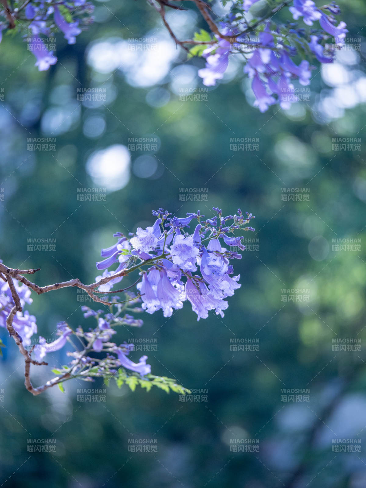 蓝花楹绽放 梦幻紫韵枝头摇图片