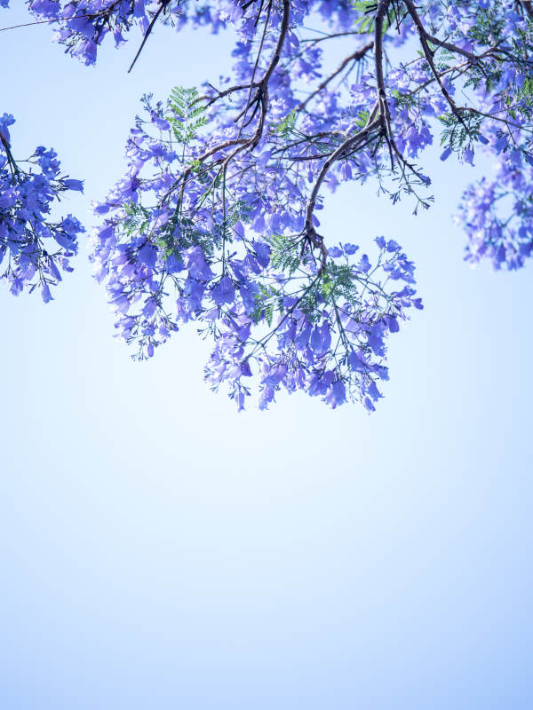 蓝花楹映晴空图片