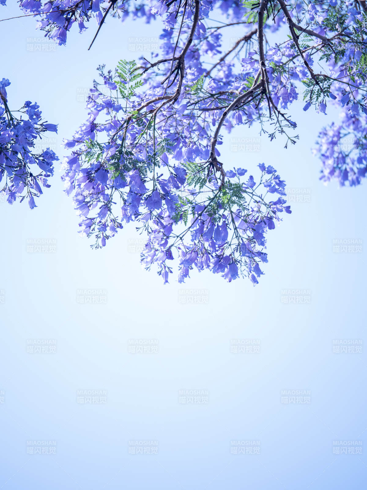 蓝花楹映晴空图片