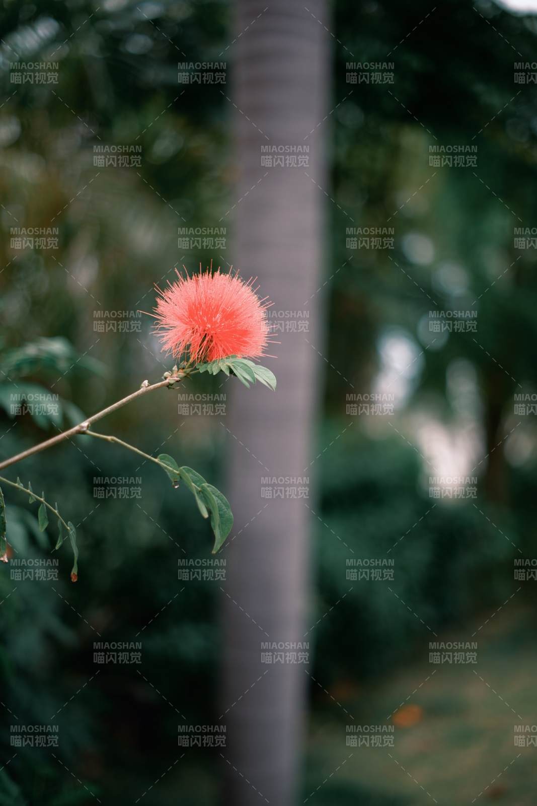 红绒球花 绿意朦胧中绽放图片