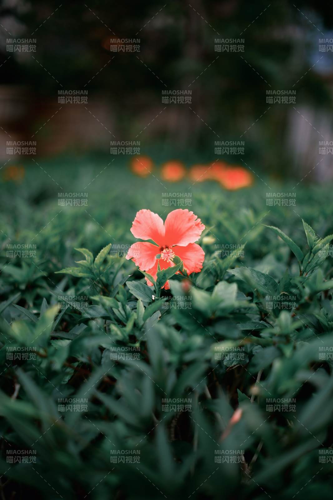 绿丛中一朵红花绽放图片