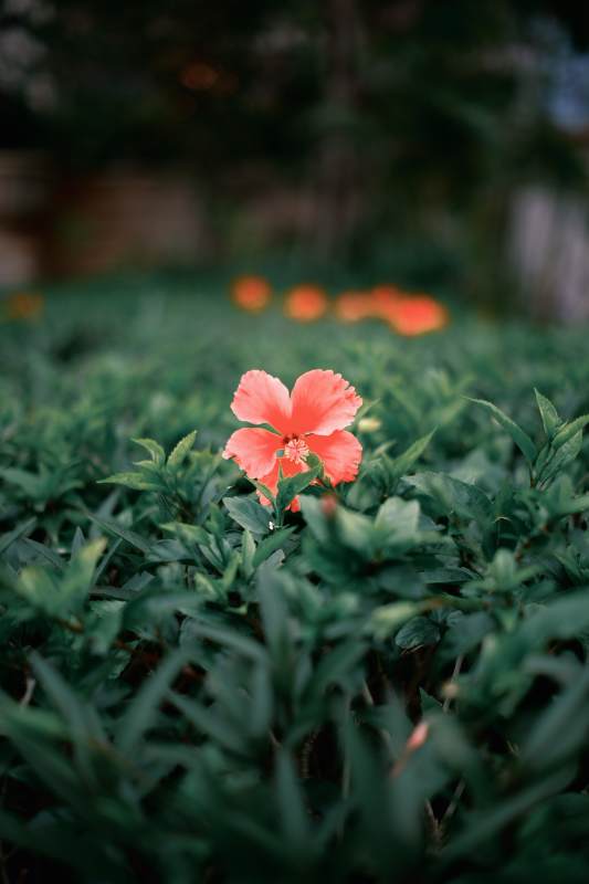 绿丛中一朵红花绽放图片