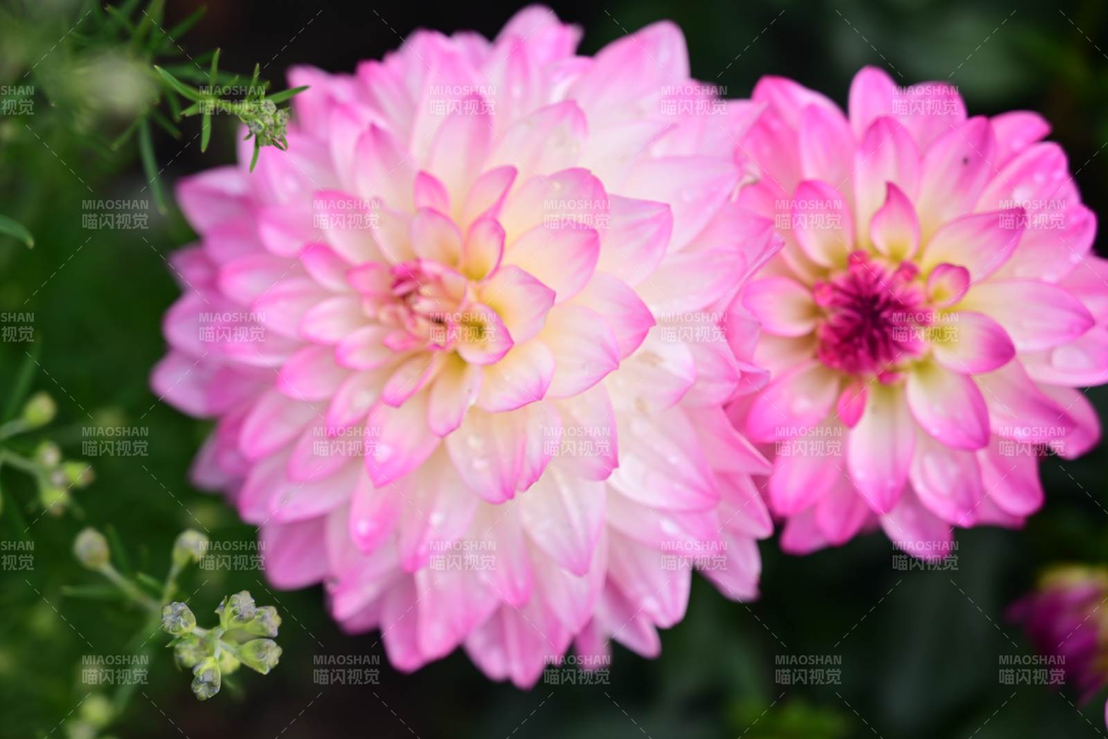 粉白大丽花绽放图片