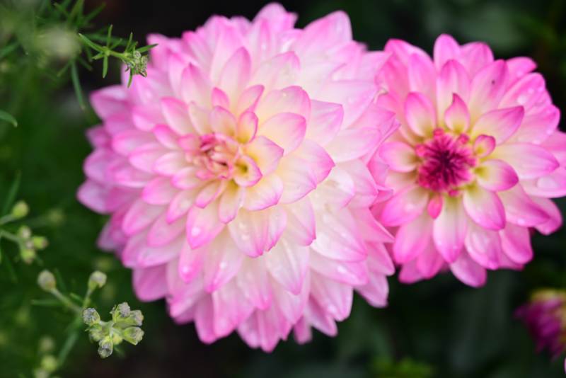 粉白大丽花绽放图片