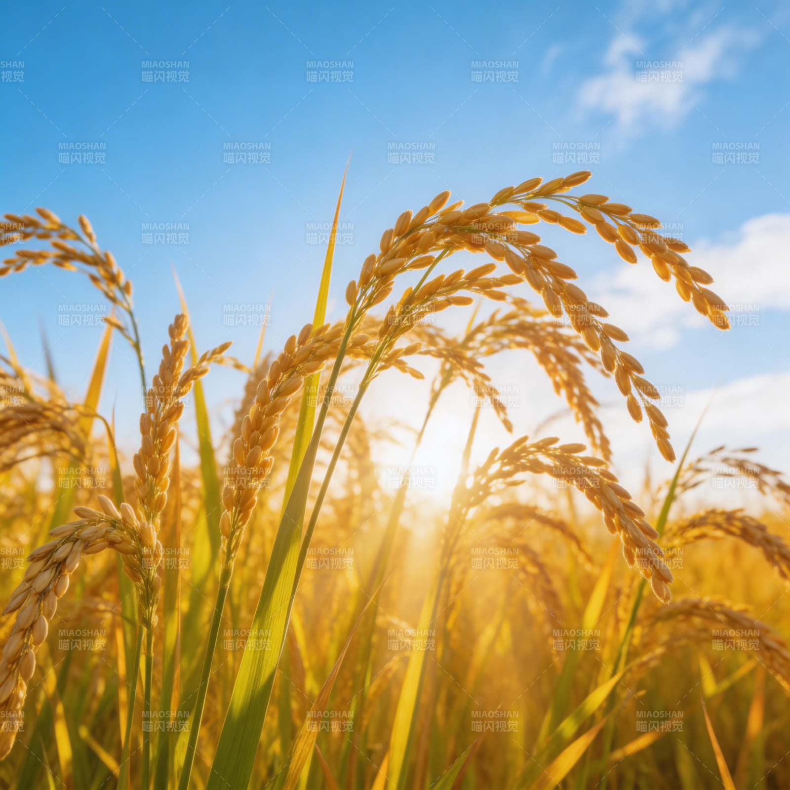 金黄稻穗迎朝阳图片