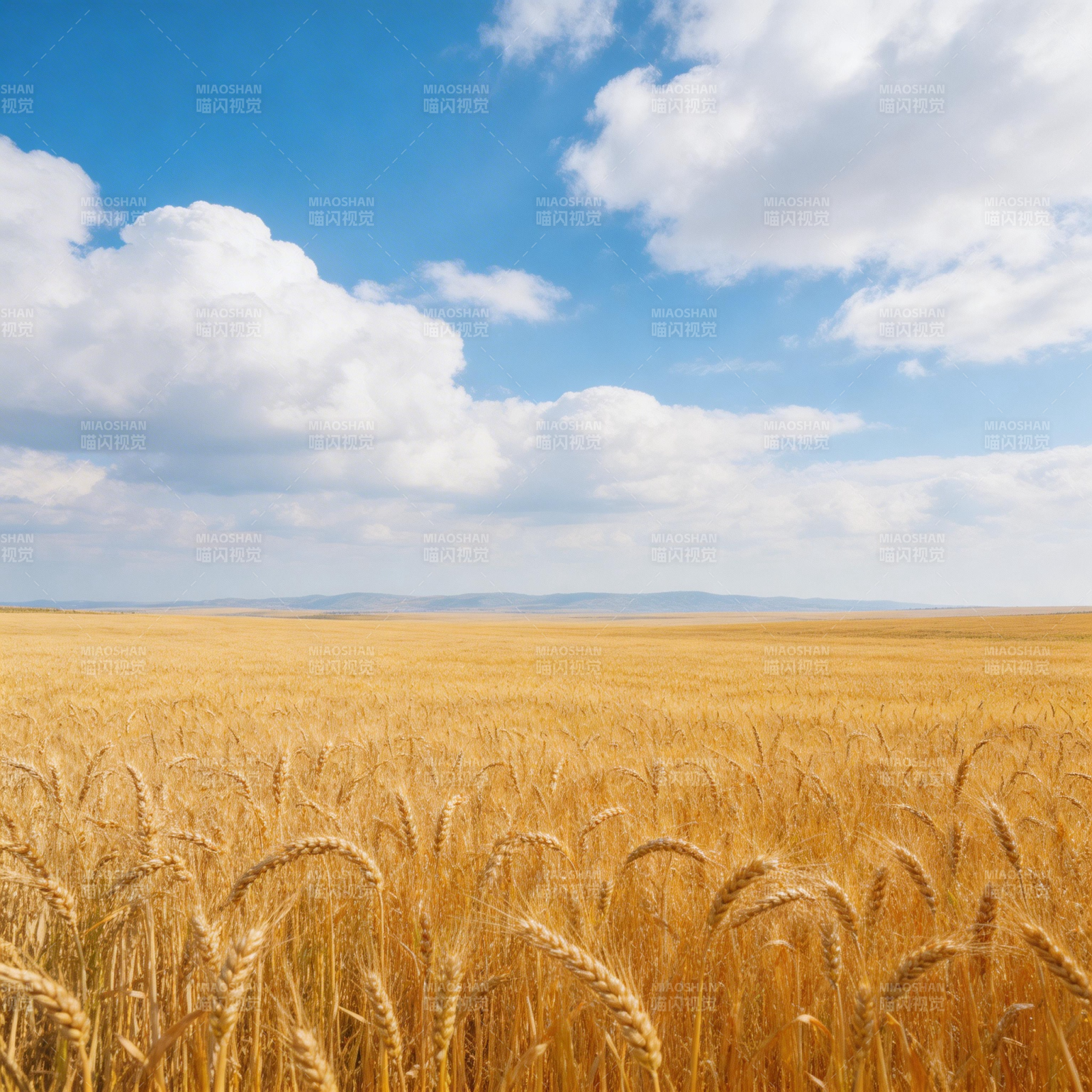 金黄麦浪映蓝天白云图片