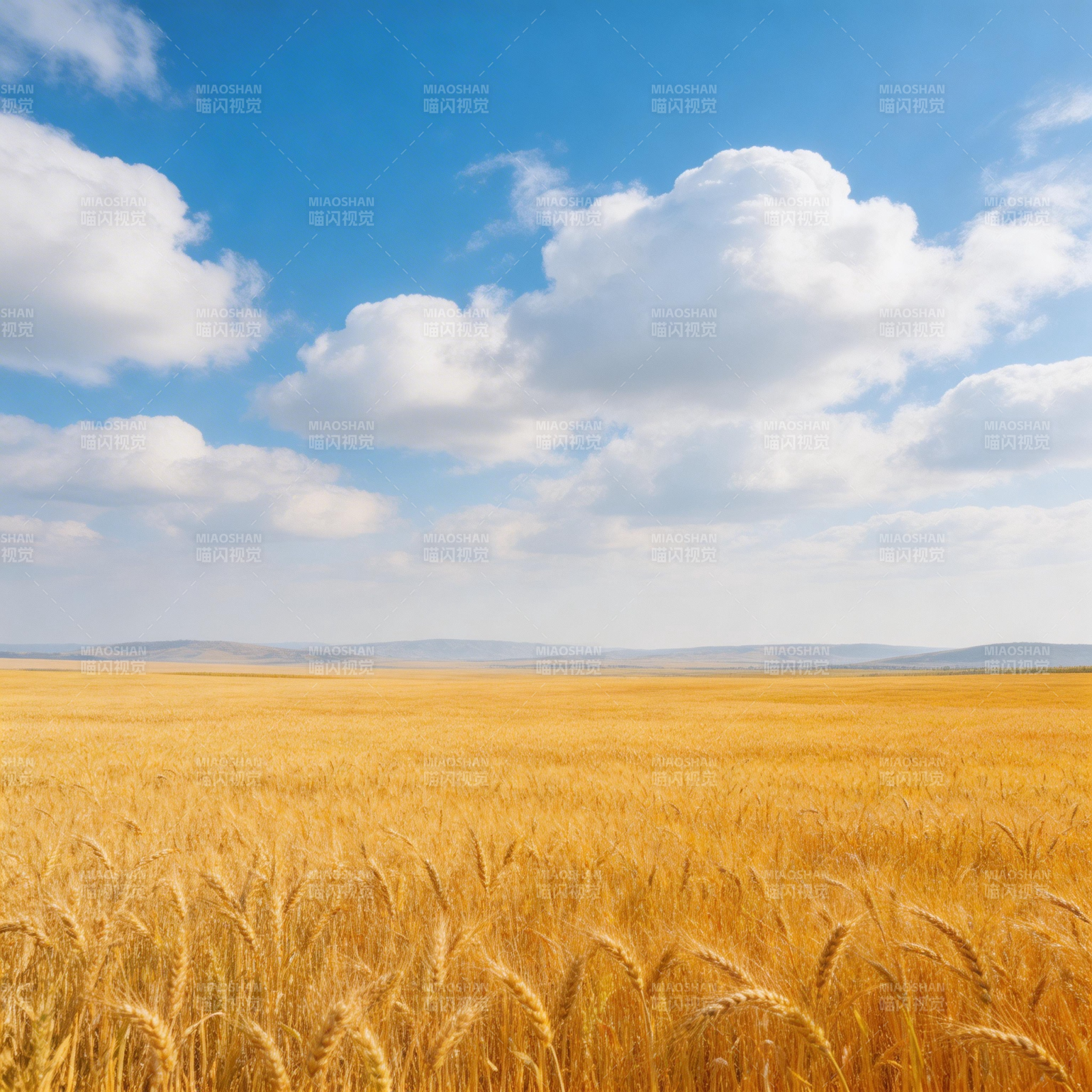 金黄麦浪映蓝天白云图片