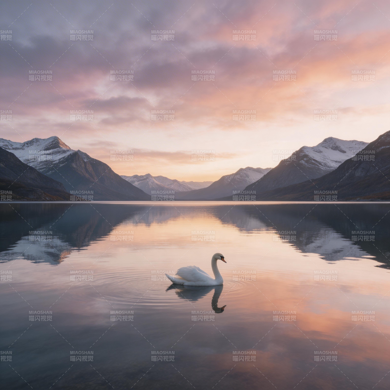 雪山湖影 天鹅独游暮色中图片