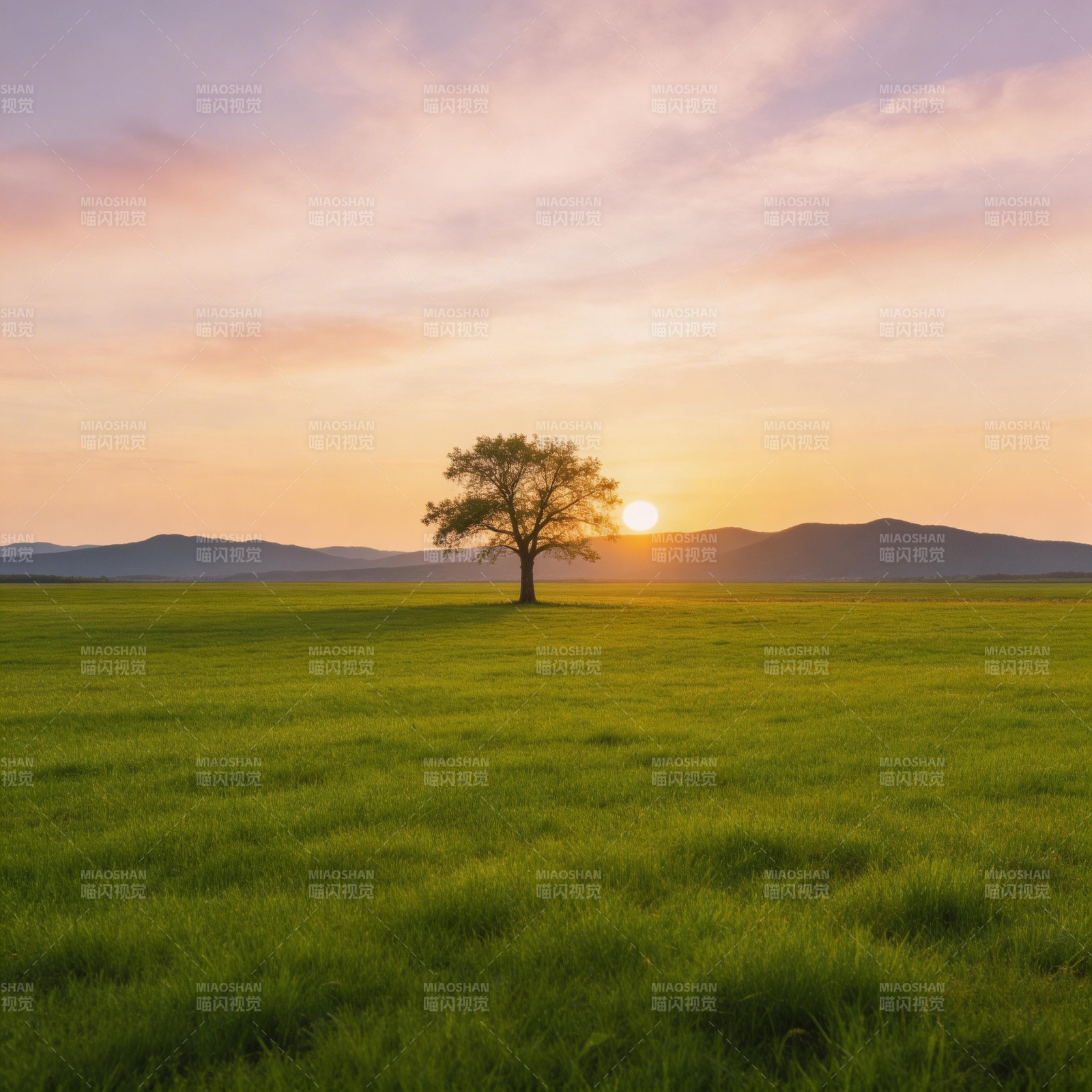夕阳孤树绿野静美图片