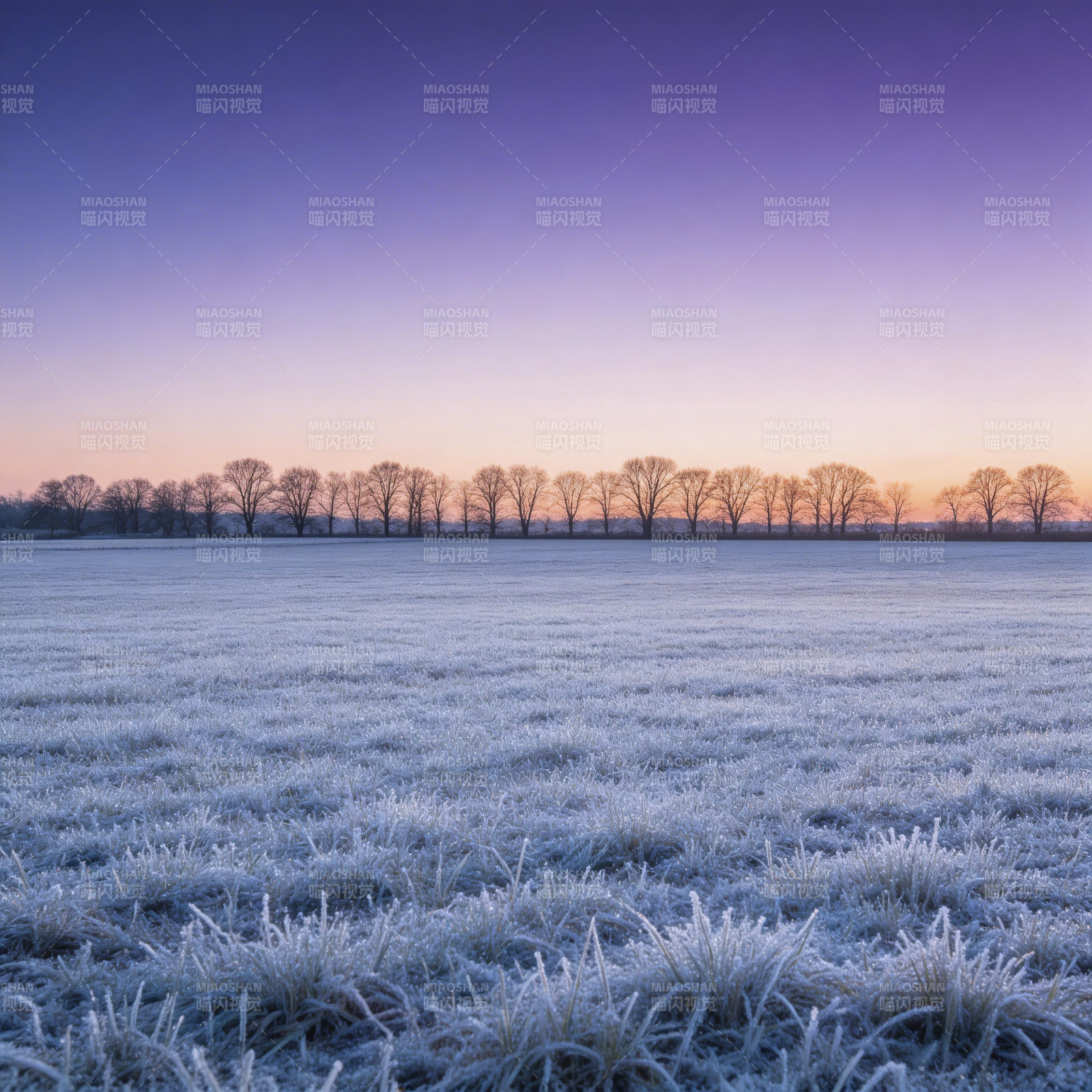 霜晨紫霞 枯树静立原野图片