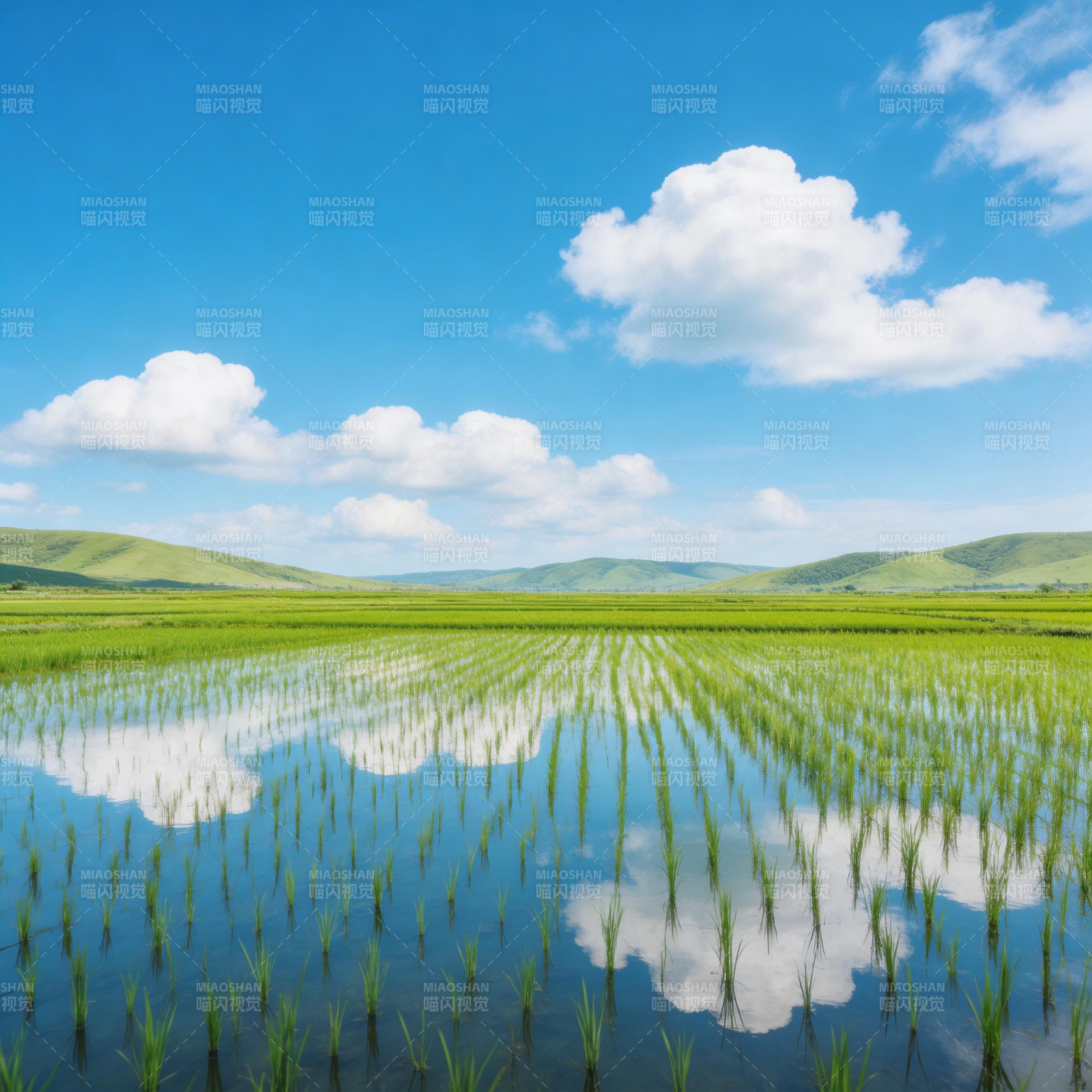 水田映云 绿野连天图片