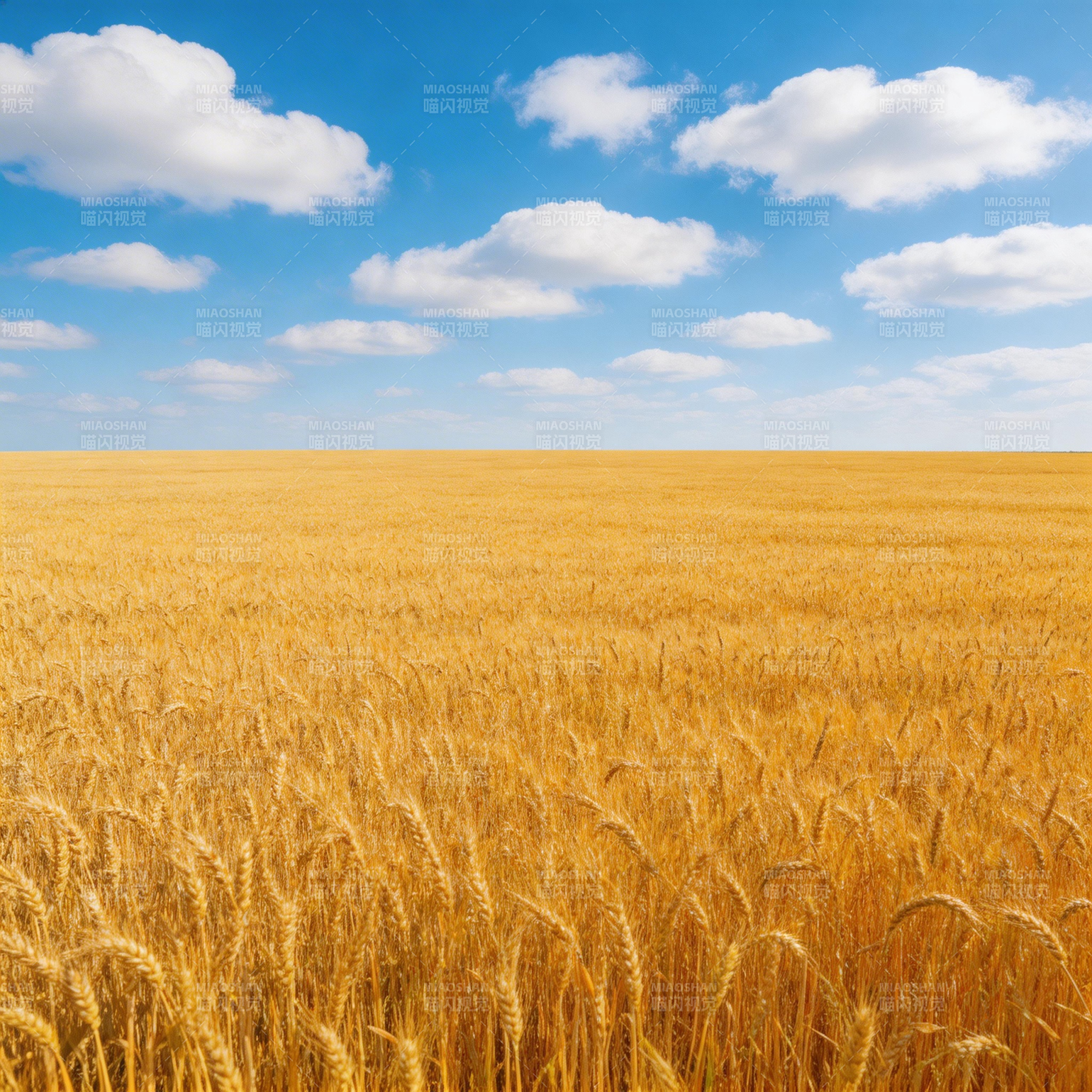 金黄麦浪映蓝天图片