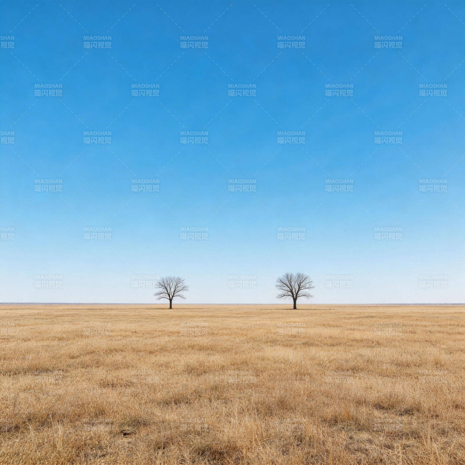 旷野双树 蓝天无垠图片