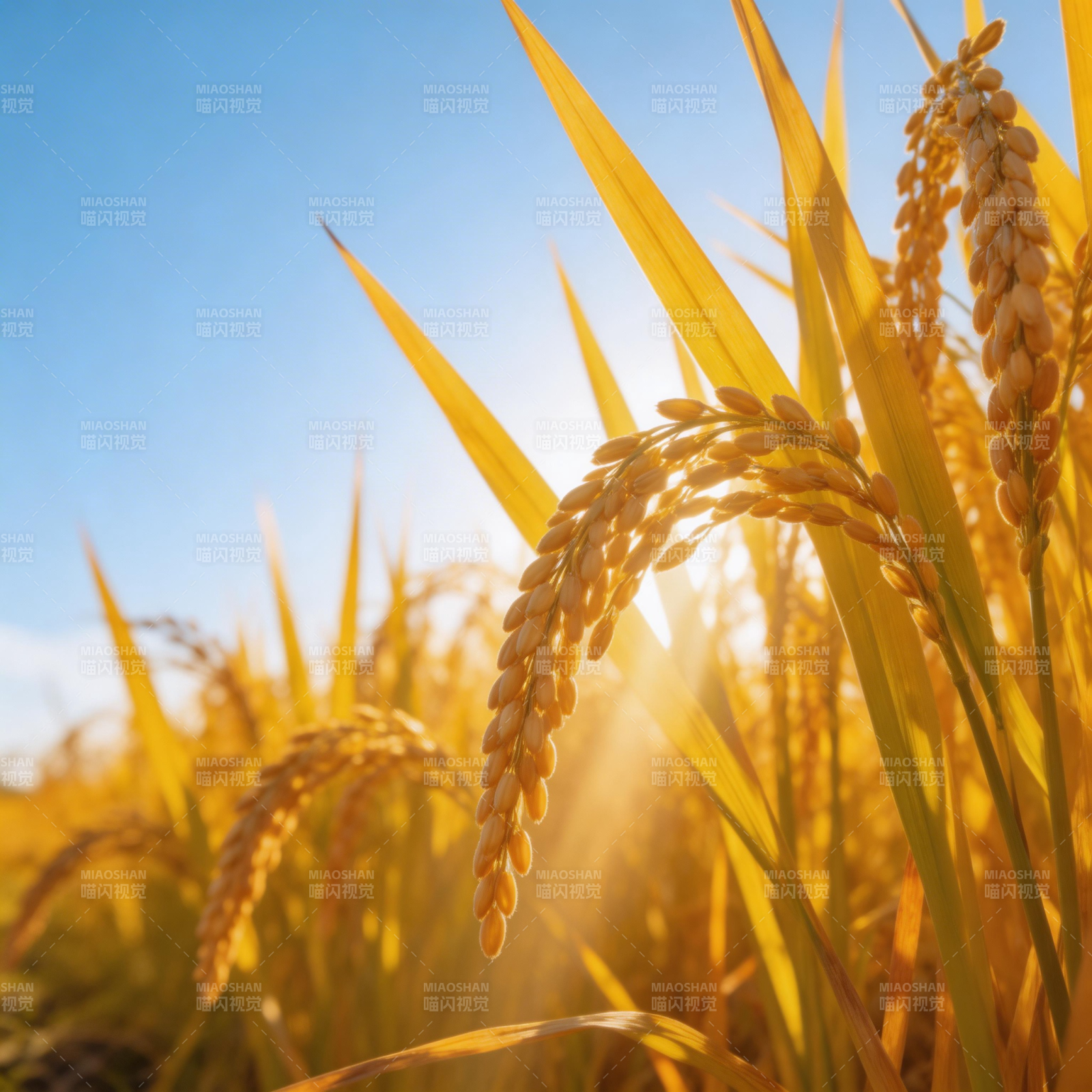 金稻迎阳 丰收在望图片