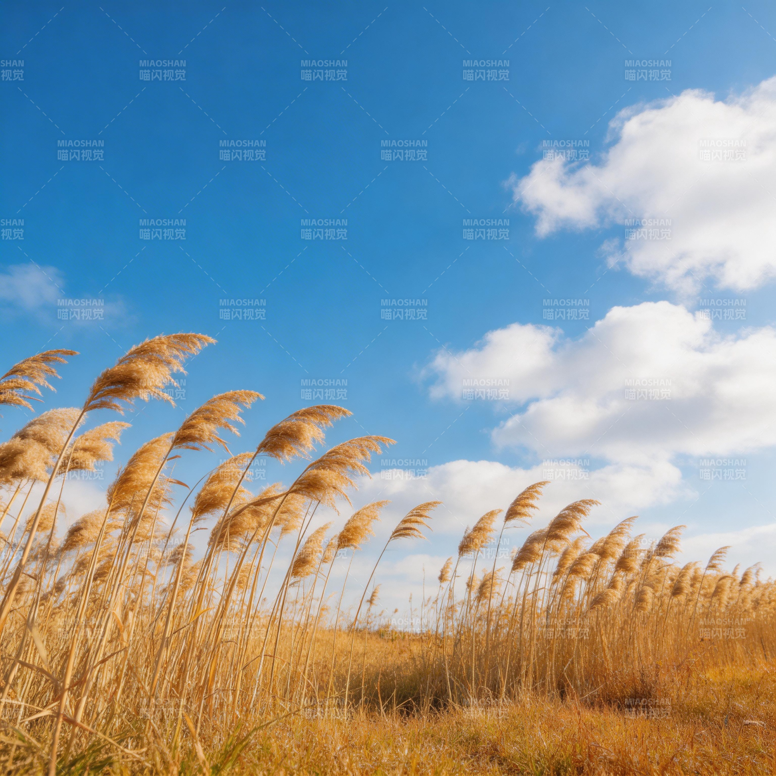 芦苇摇曳 蓝天白云下图片