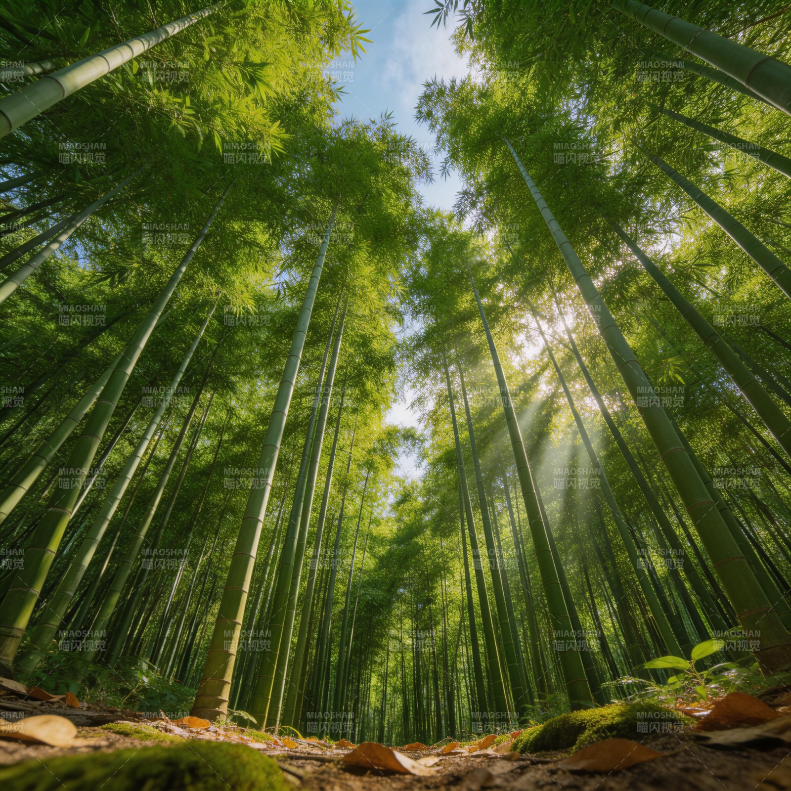 竹林仰 view 阳光穿叶隙图片