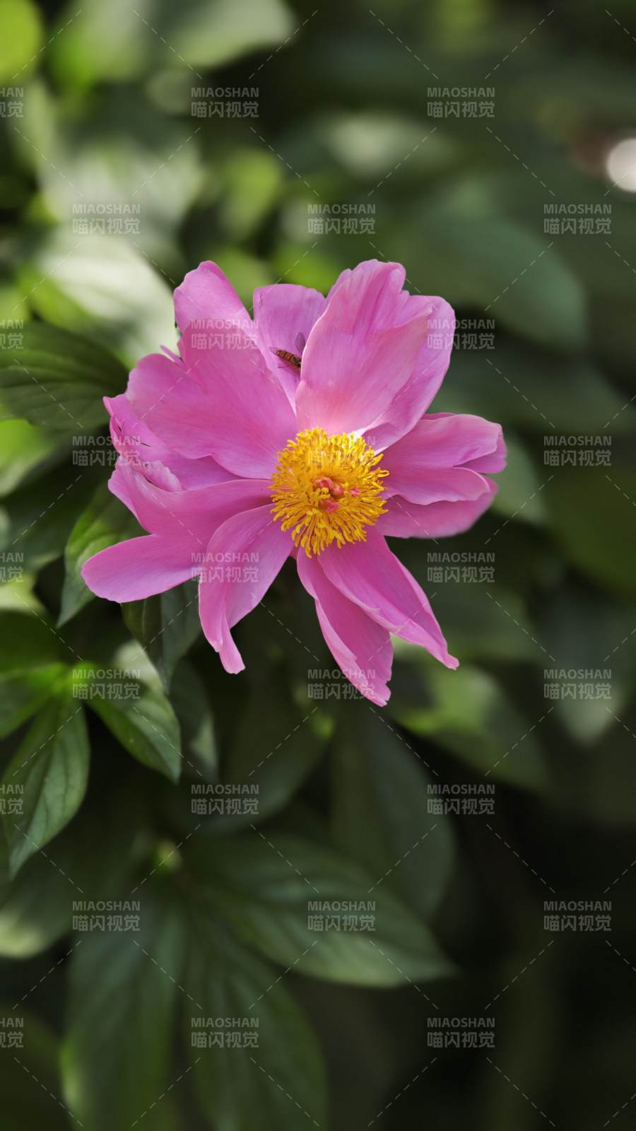 粉芍药绽放 黄蕊映绿叶图片