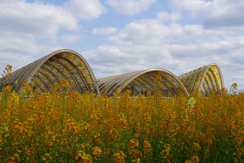 花田拱廊 云下金浪图片