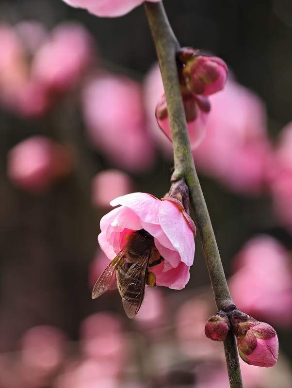 蜂恋粉梅 春意盎然图片