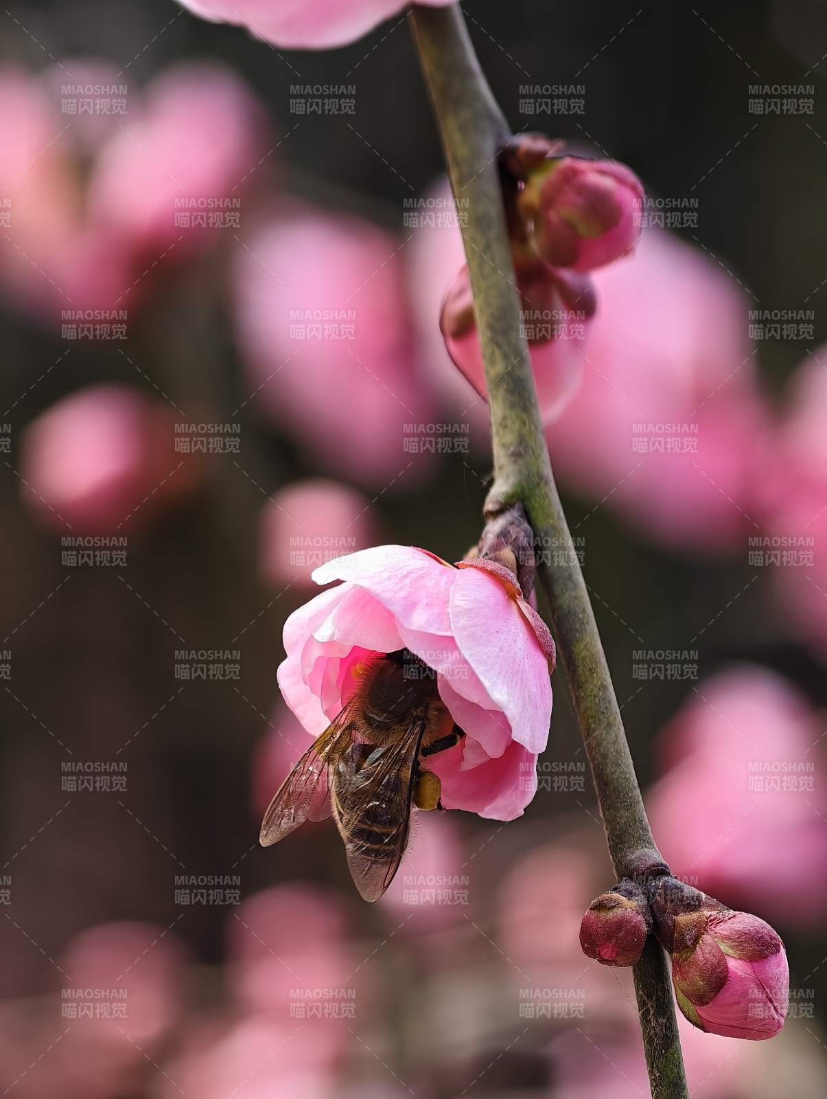 蜂恋粉梅 春意盎然图片
