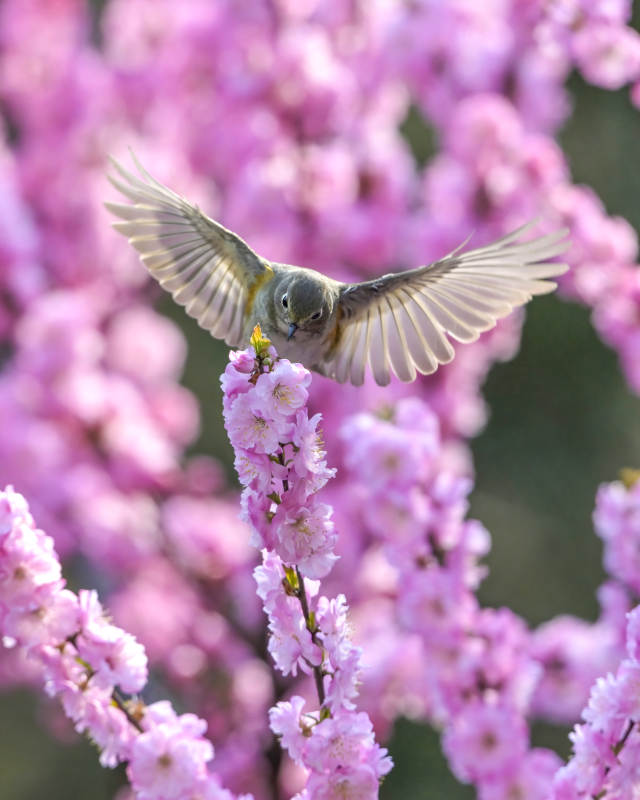 花间飞鸟 春意盎然图片