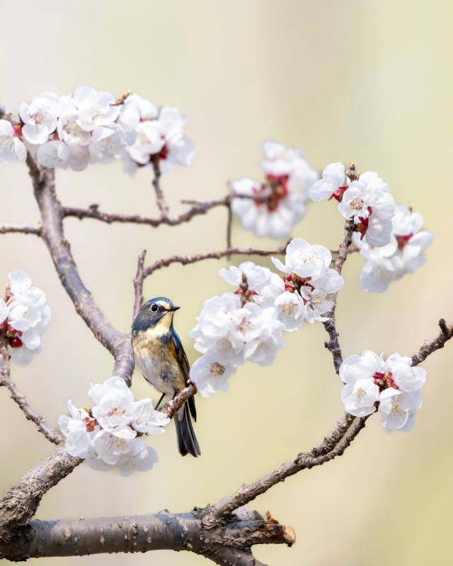 花枝栖鸟 春意盎然图片