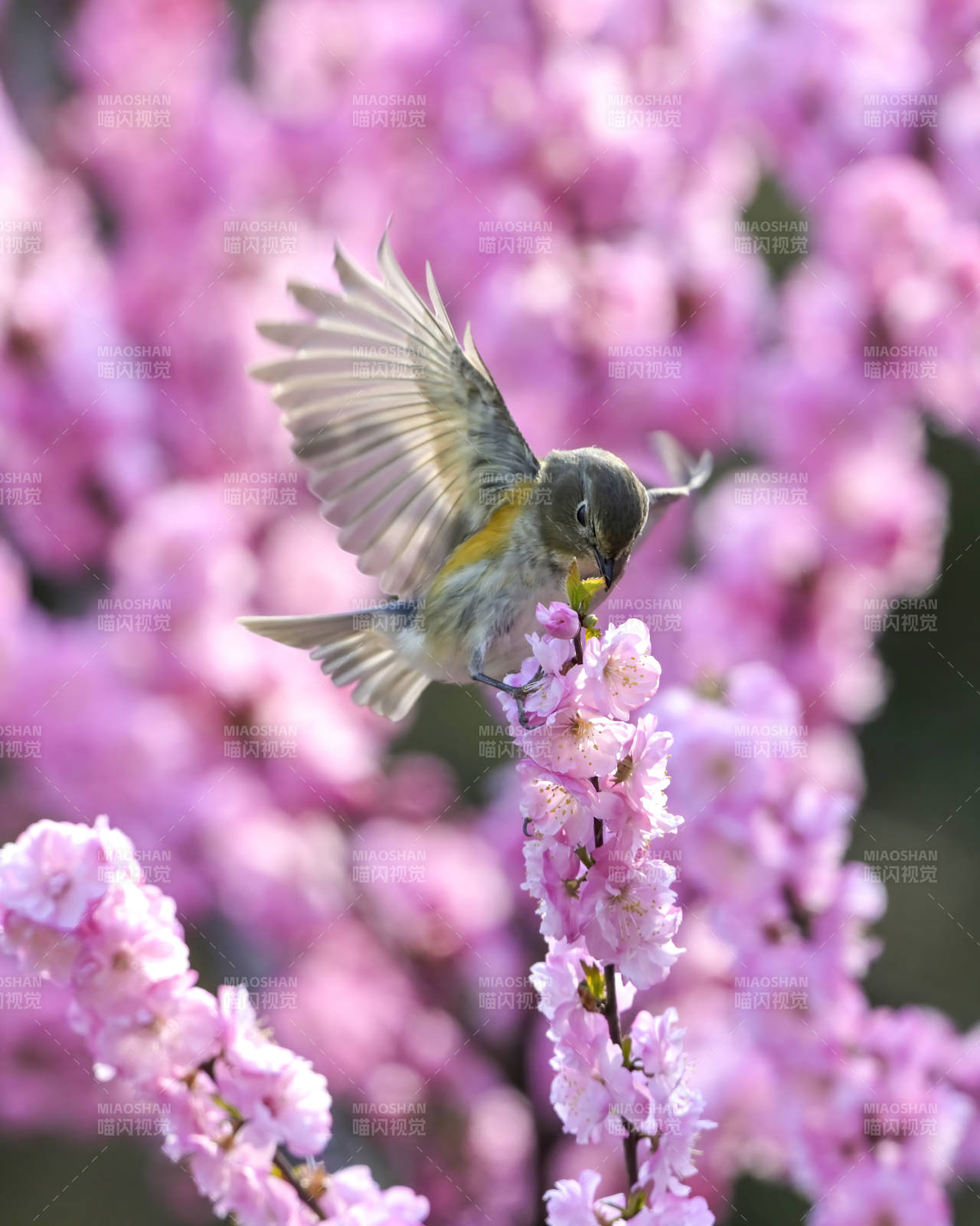 花间飞鸟啄春樱图片