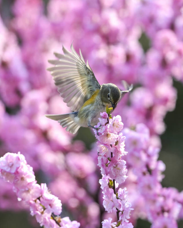 花间飞鸟啄春樱图片