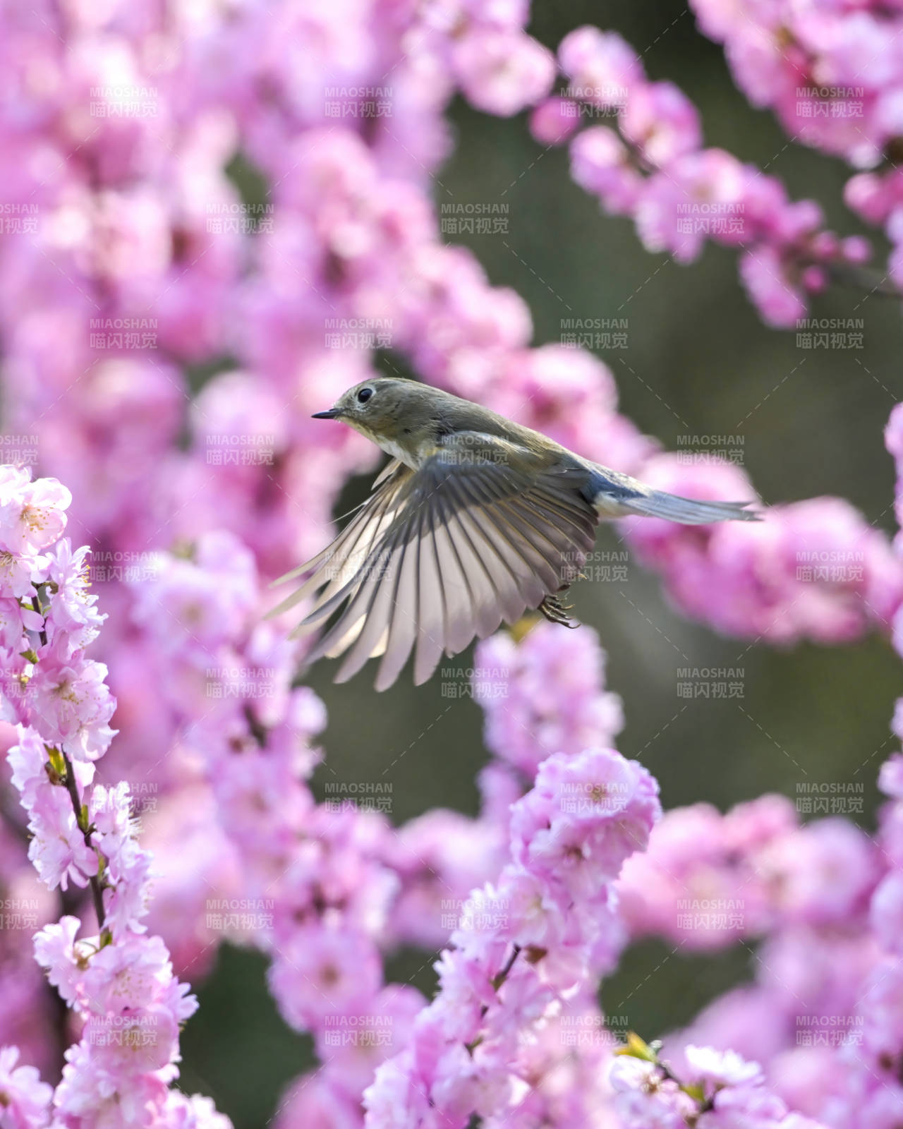 花间飞鸟 粉樱漫舞图片