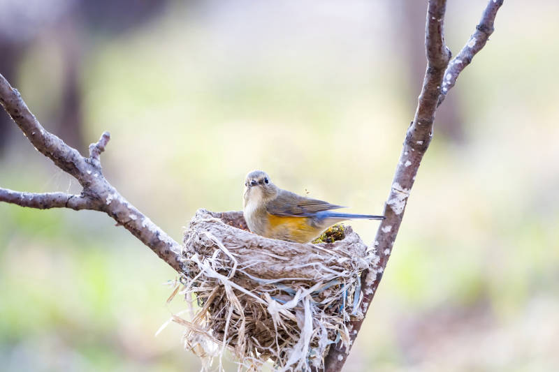 鸟巢中的小鸟静候归巢图片