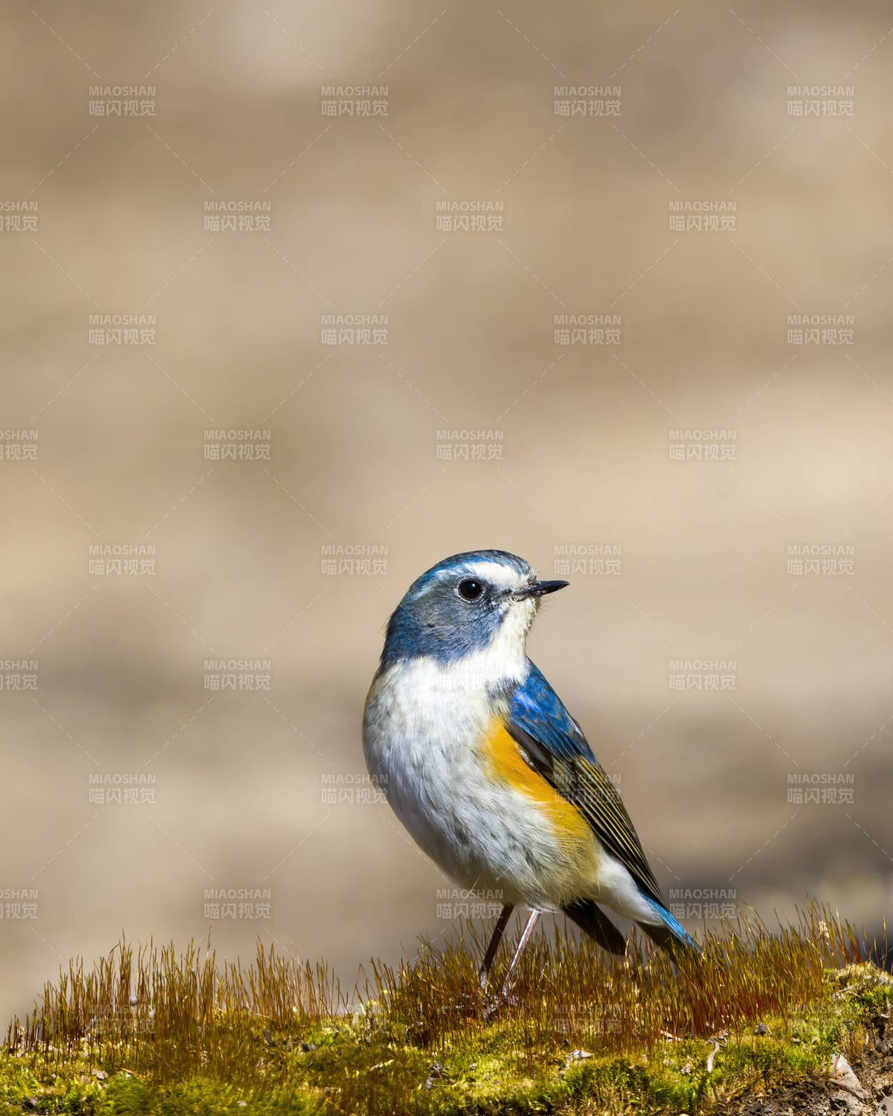 蓝喉歌鸲栖苔上图片